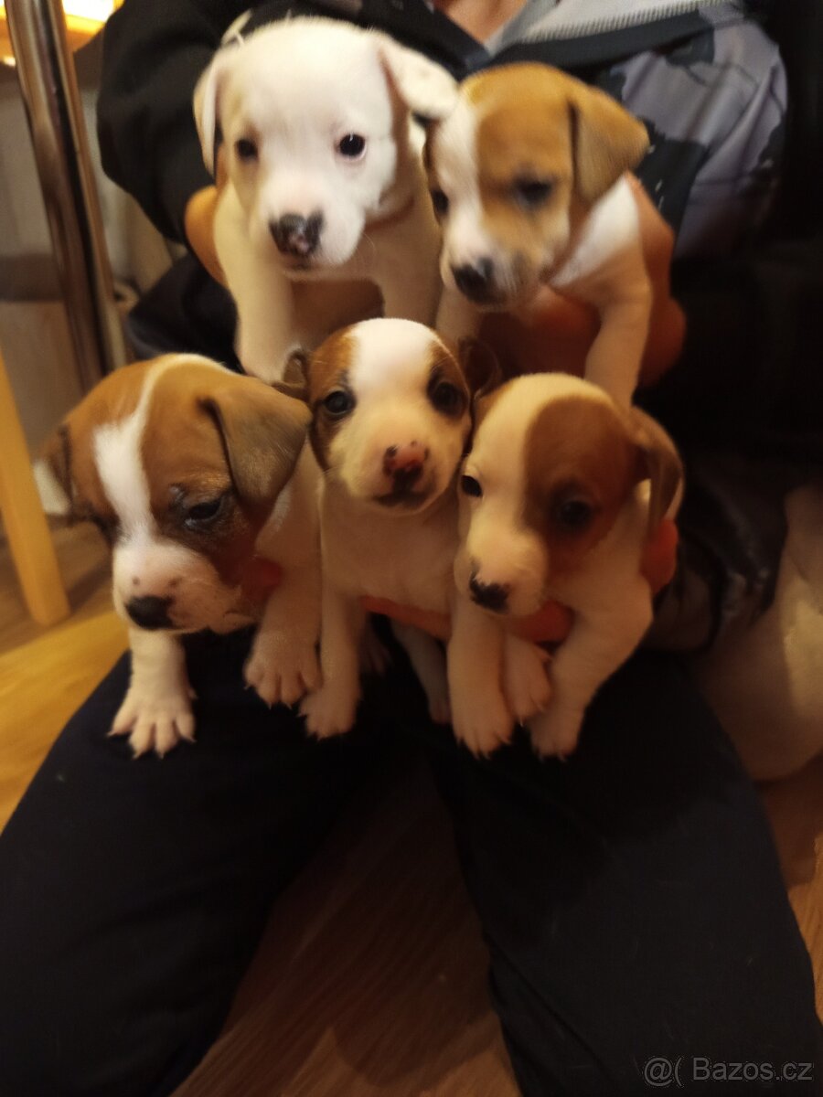 Jack Russell teriér štěňata