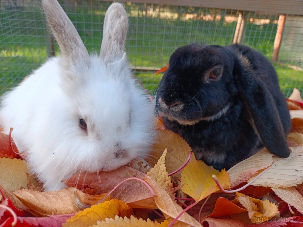 Vymazlení králíčci