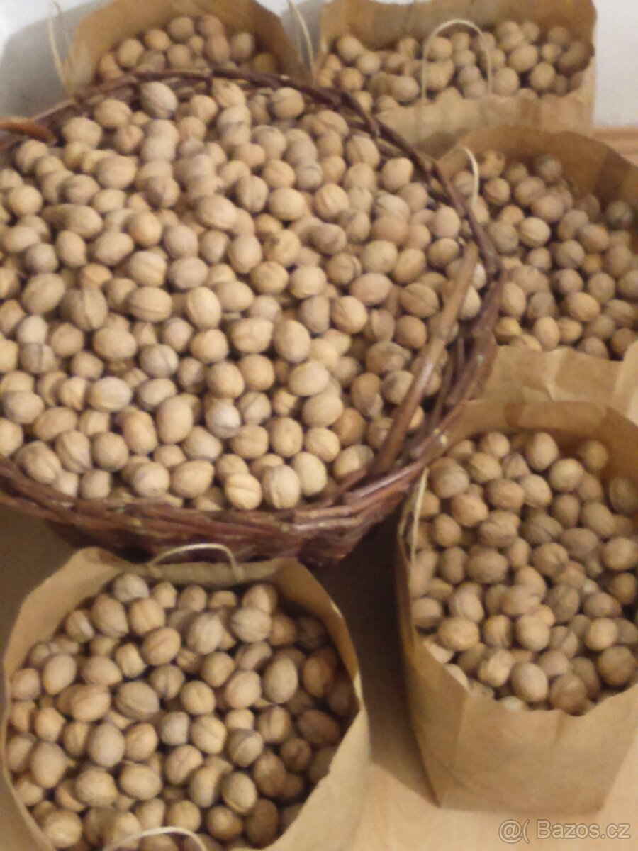 Prodám neloupané vlašské ořechy