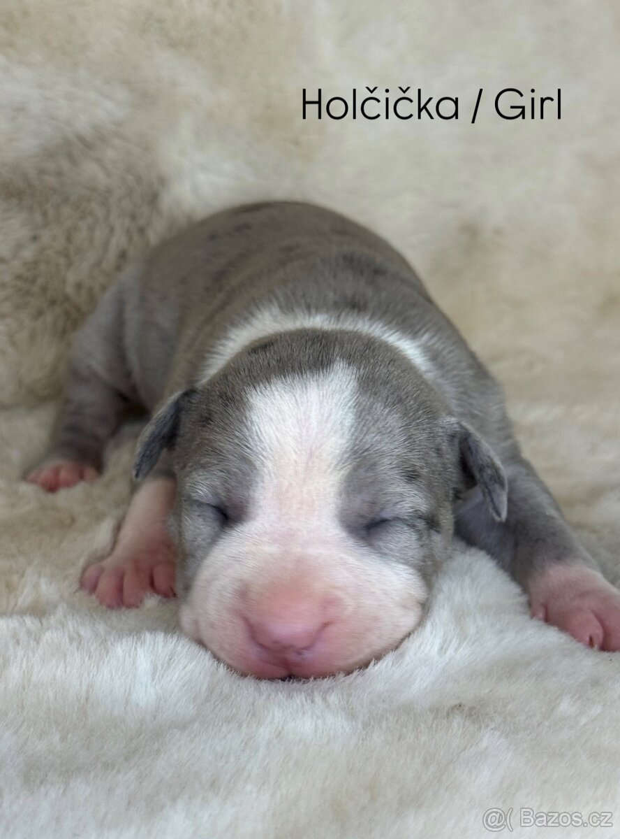 Americký stafordšírský teriér