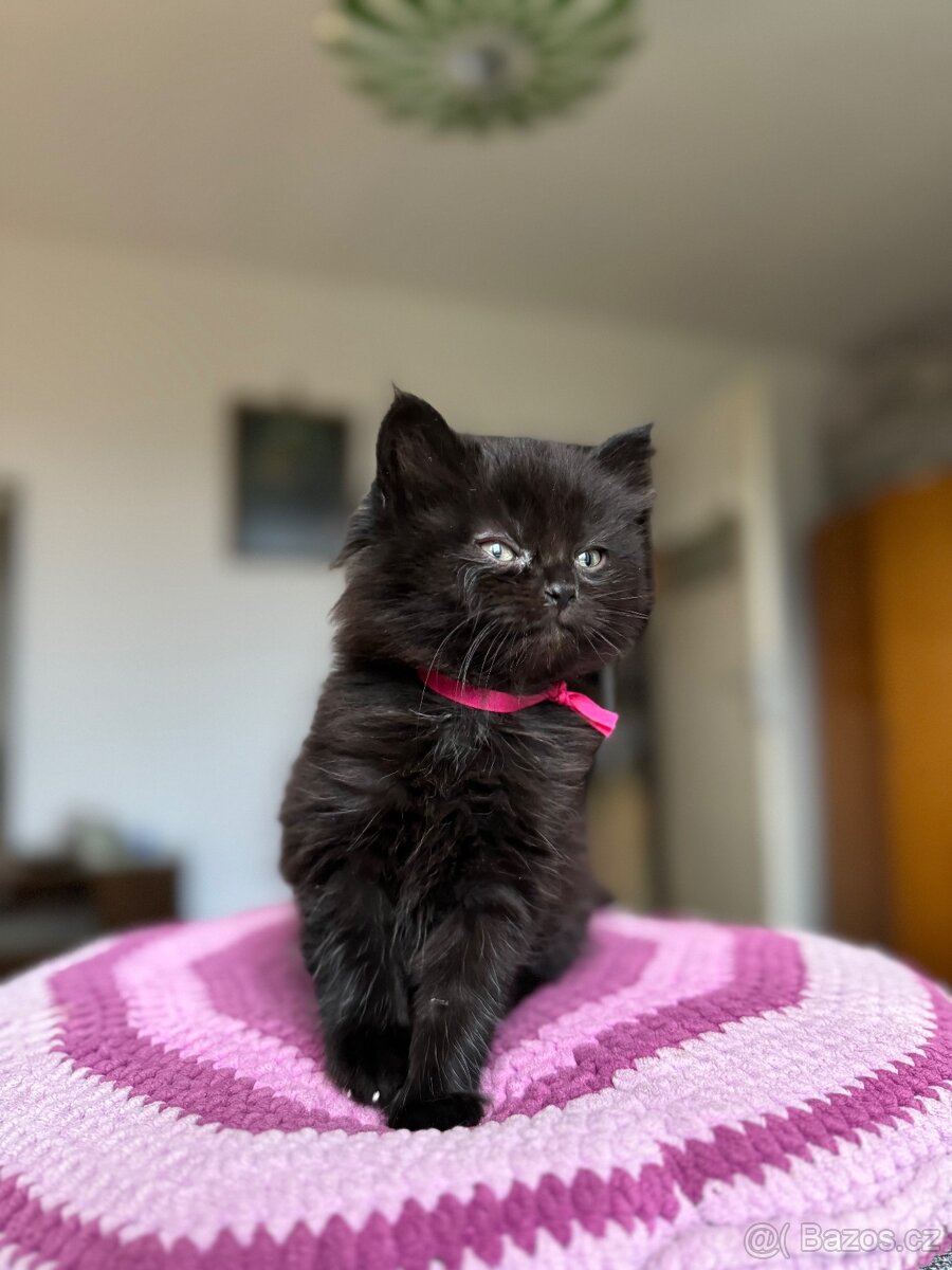 Koťátko Růženka 🎀