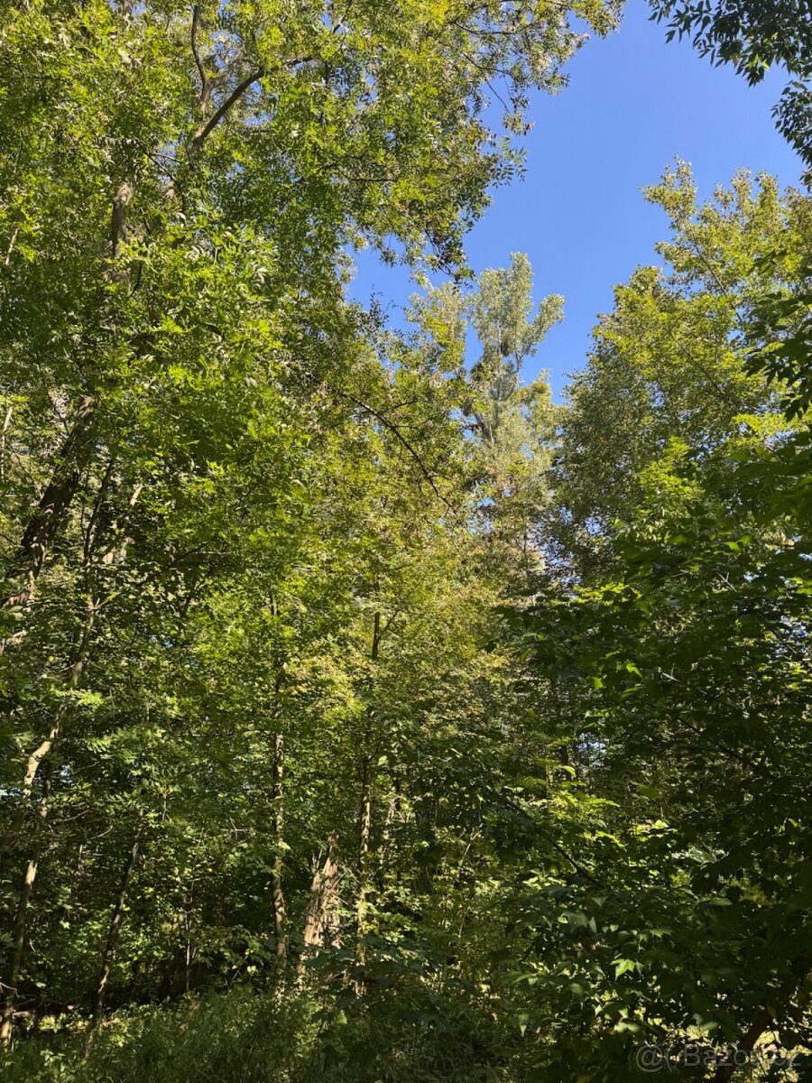 Prodej lesního pozemku v k.ú. Bartovice