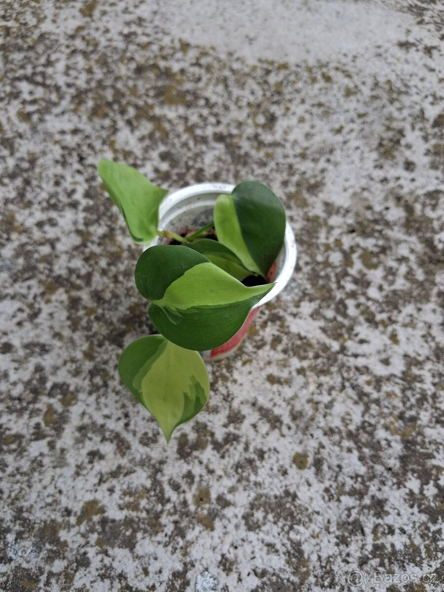 Philodendron Brazil