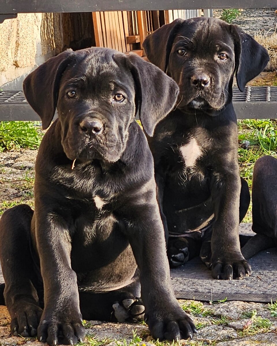 Prodám štěňátka Cane Corso s PP