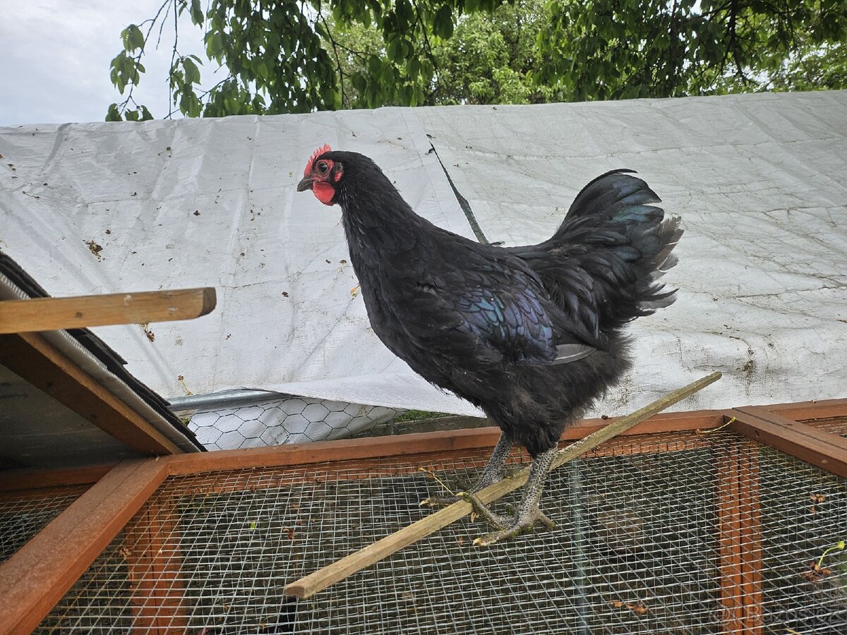 Kohout australka