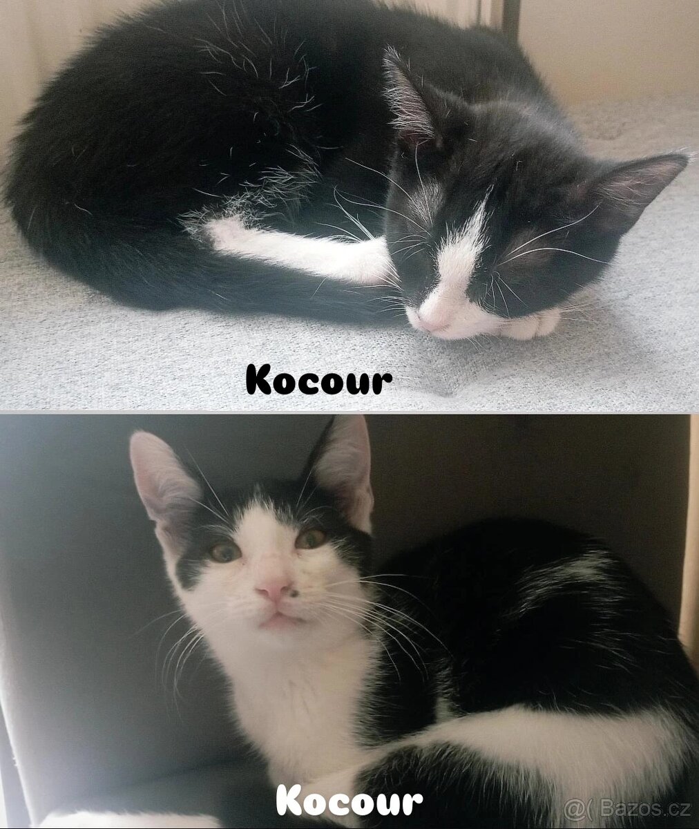 Daruji tříměsíční koťátka