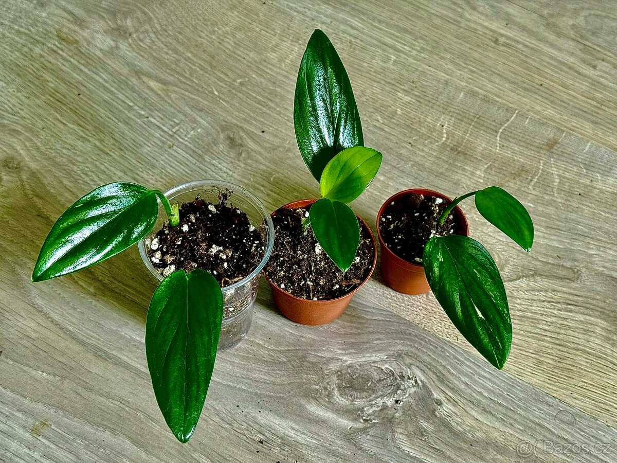Monstera Standleyana Variegata / Aurea - Revert