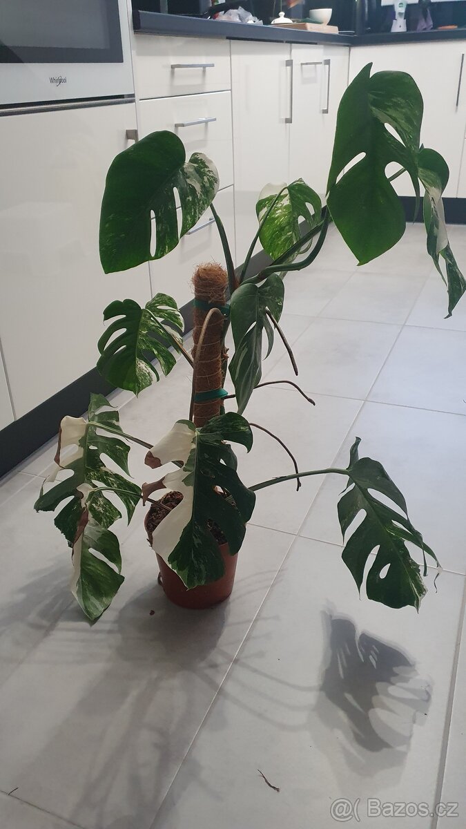 Monstera deliciosa albo variegata