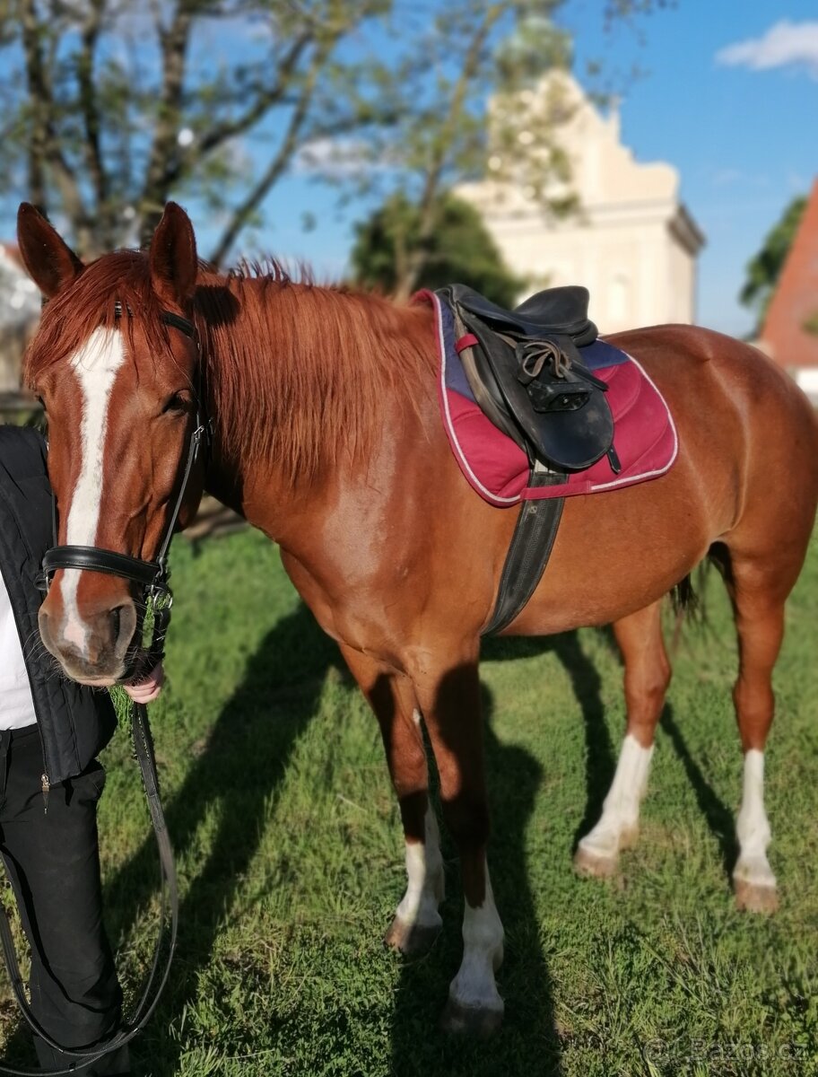 Vyjížďka na koni v Národním parku Podyjí