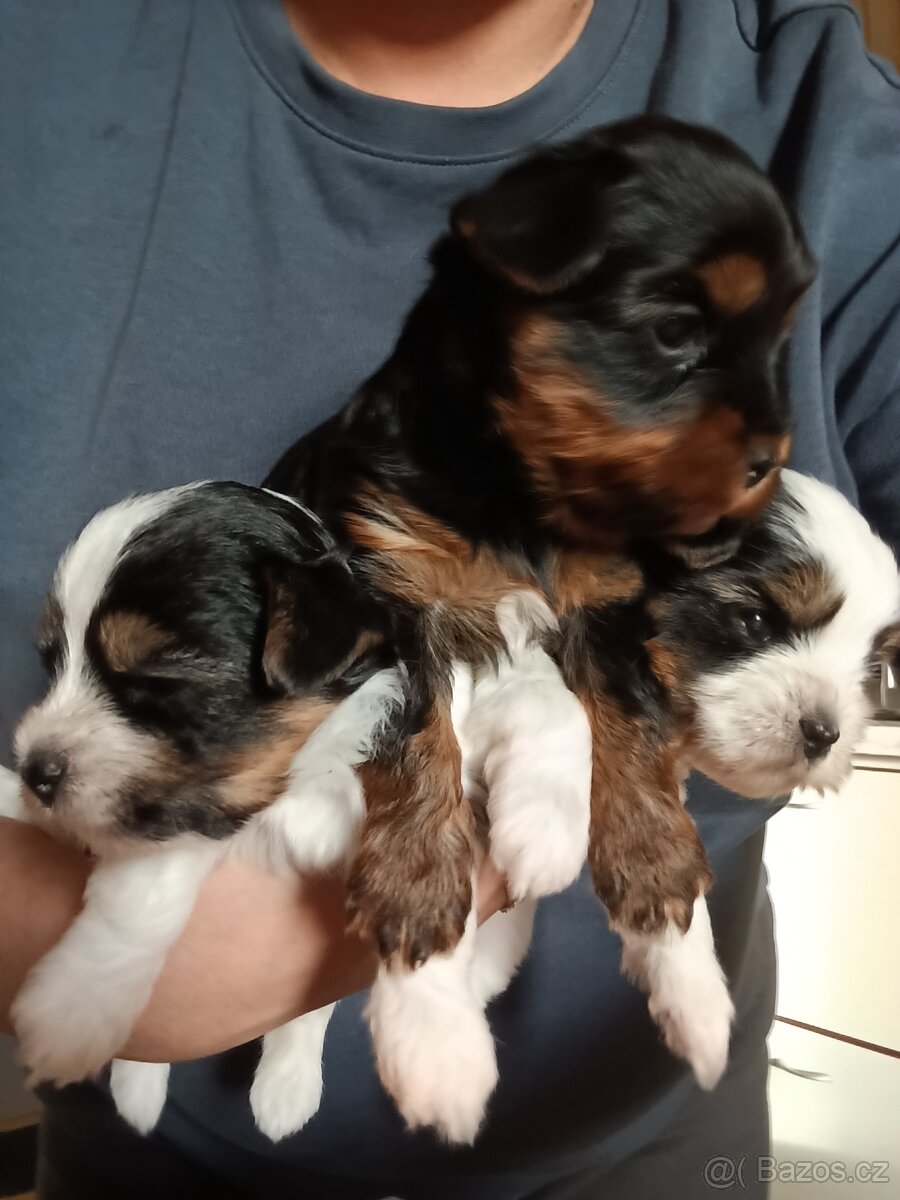 Yorkshire biewer terier