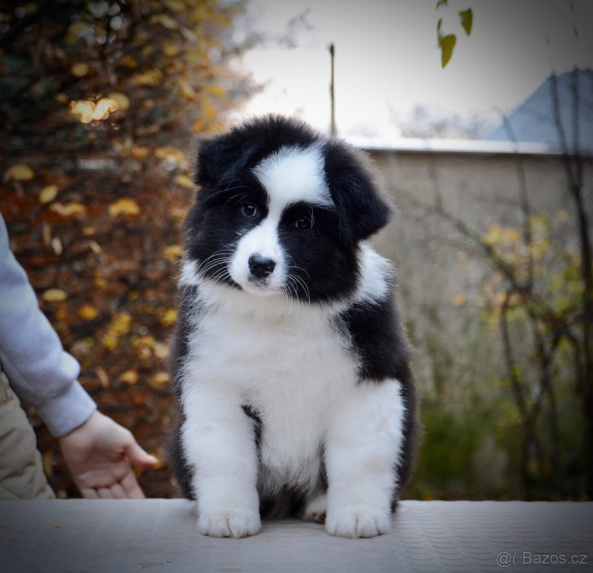 Australský ovčák s PP