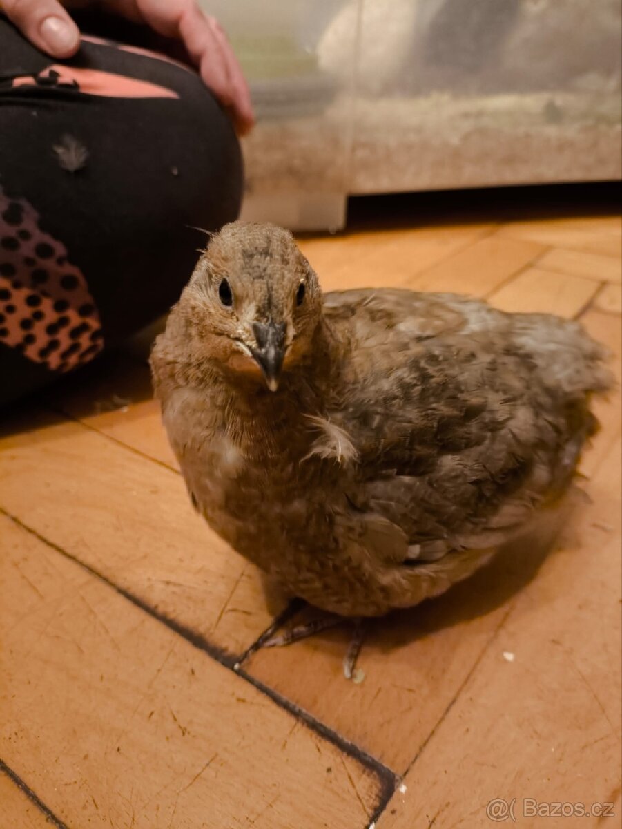 Kohoutci křepelek americký mix