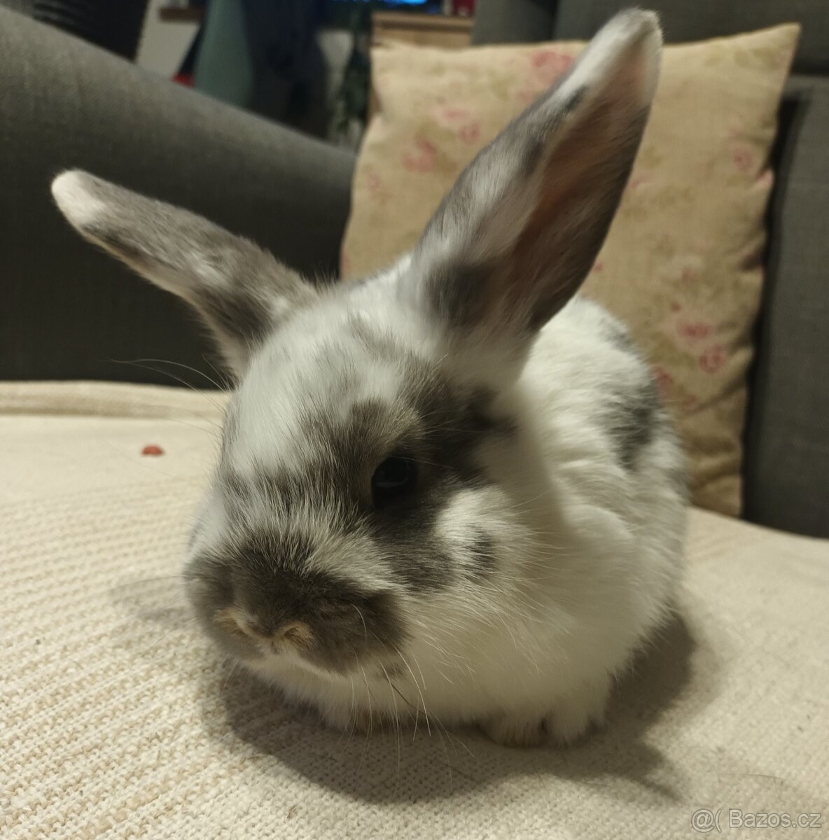 Zakrslý králík - beránek