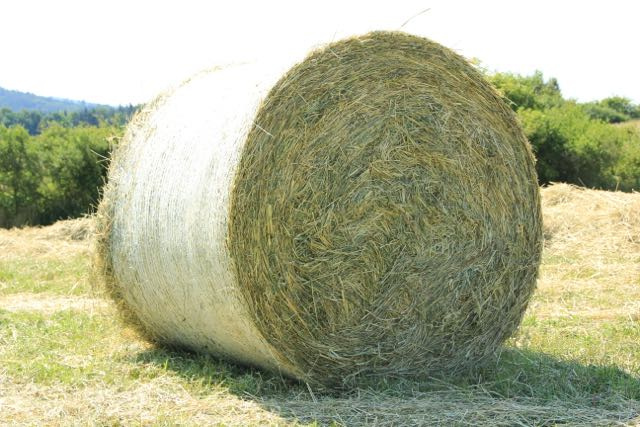 prodám seno -balíky 125 cn