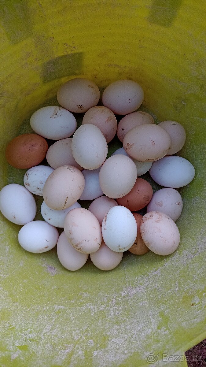 Čerstvá domácí vejce