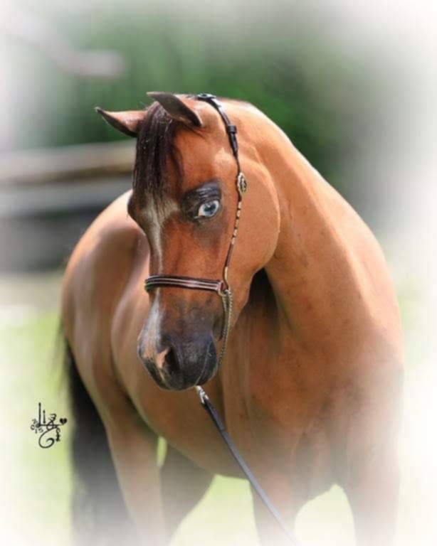 Chovná minihorse klisna