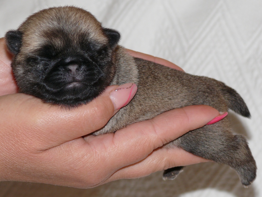 Mops - Štěňátka