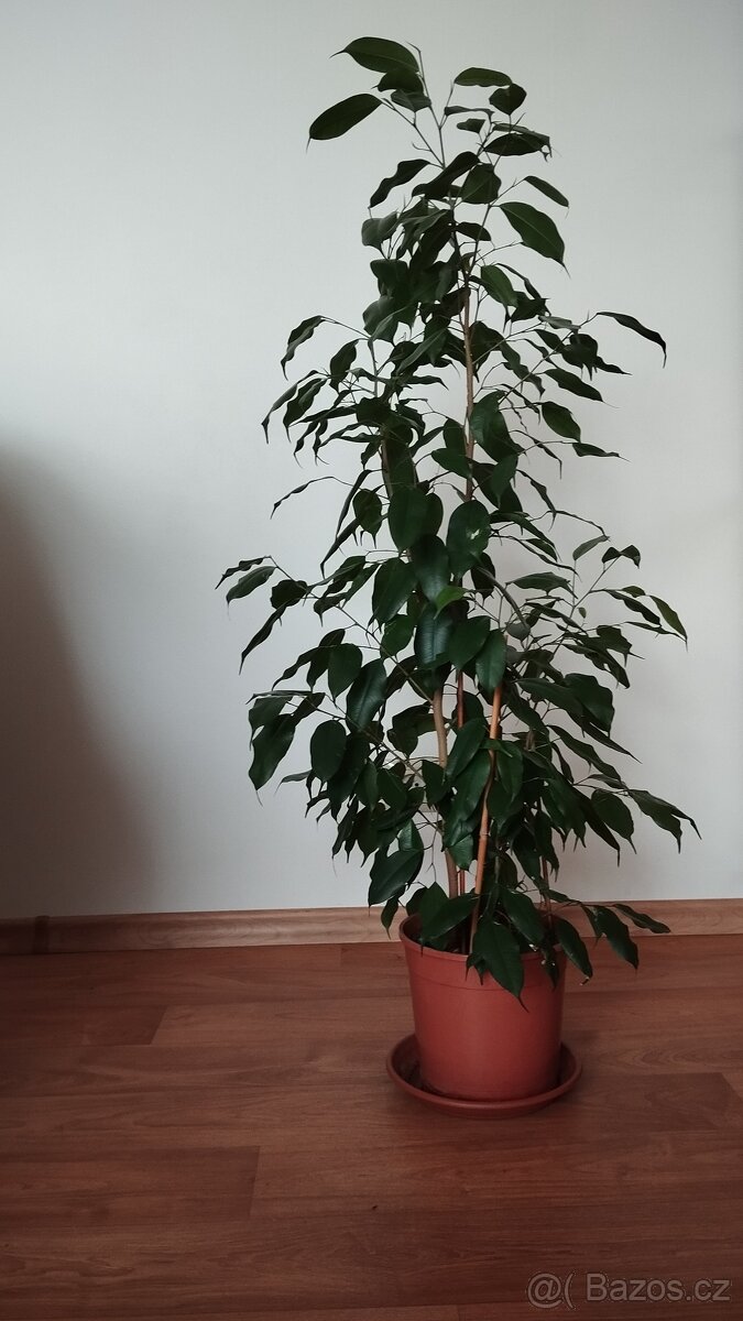 Fikus