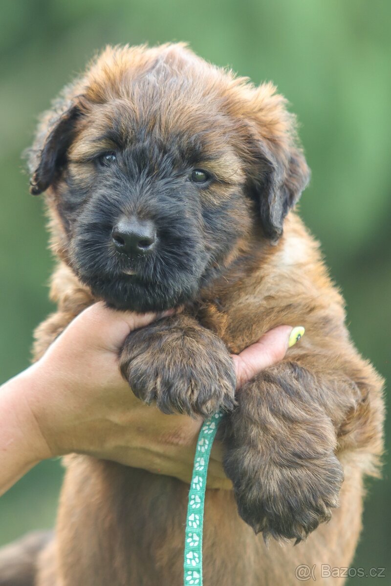 Briard s PP