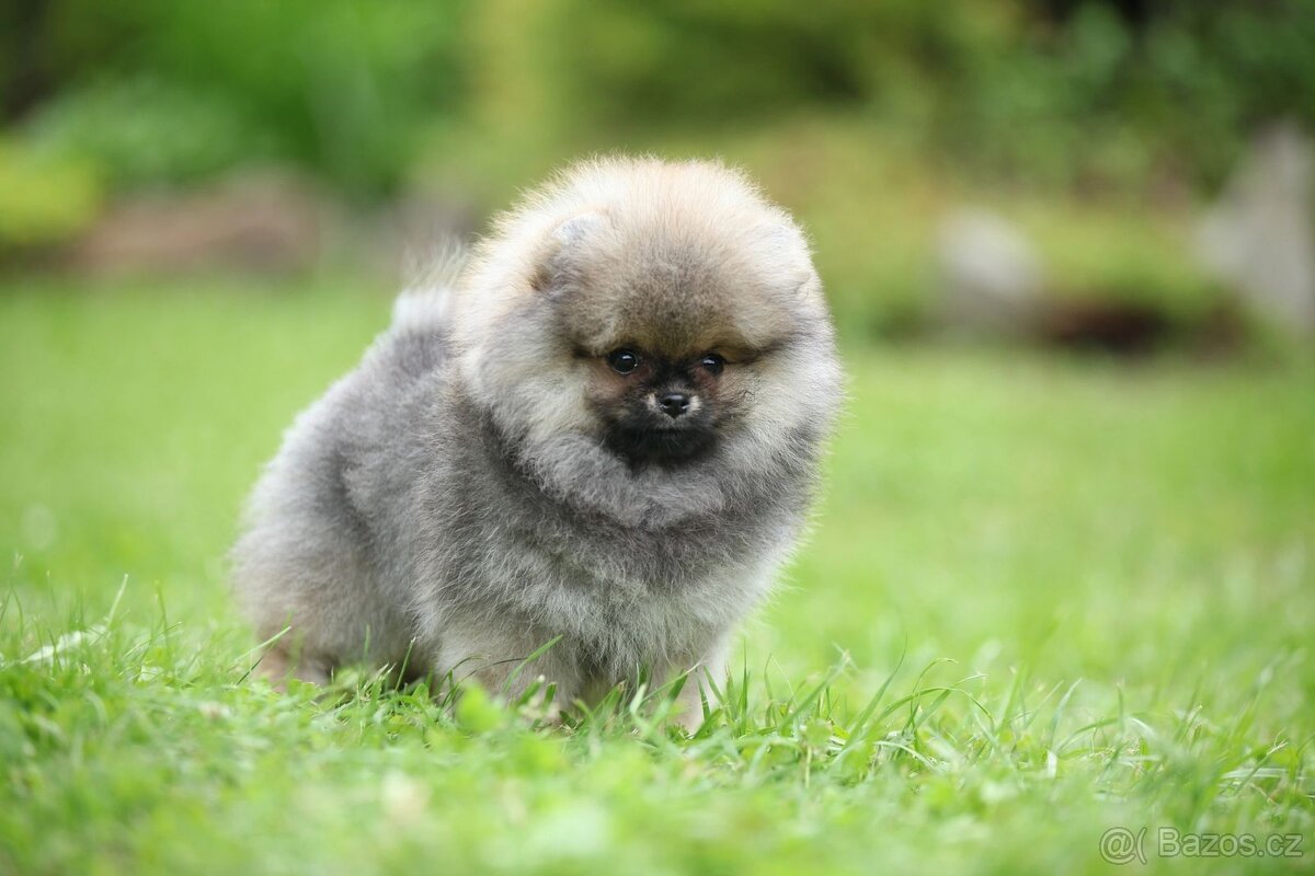 🐶 Nádherná fenečka pomeraniana – Orange sobolí barva 💛