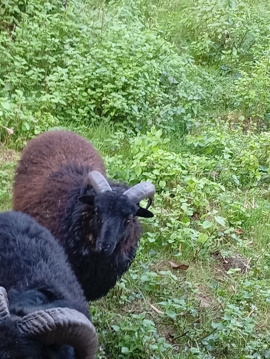 Ouessantský beránek