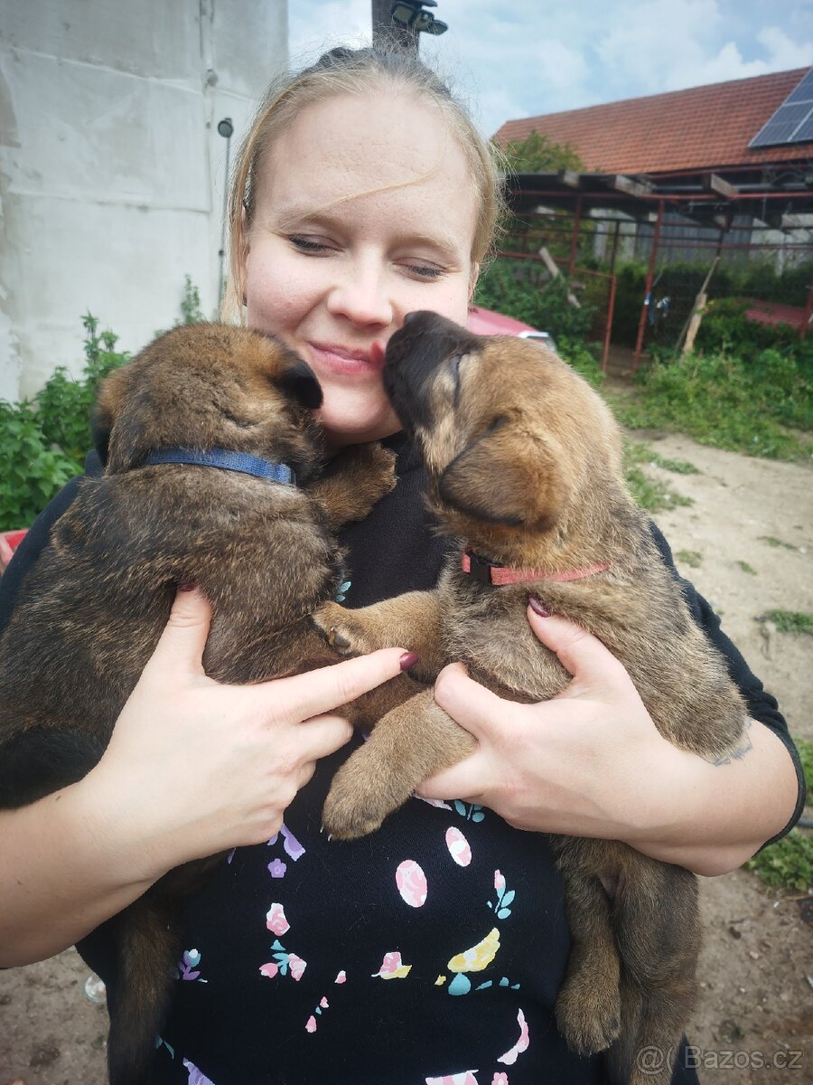 Leonberger X NO