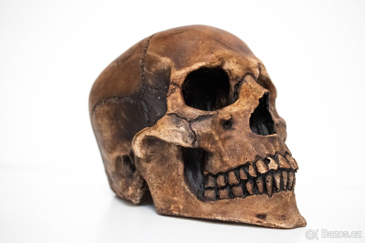 Lebka 1:1 s patinou pod přilbu, totenkopf, SS, WWII, helma,