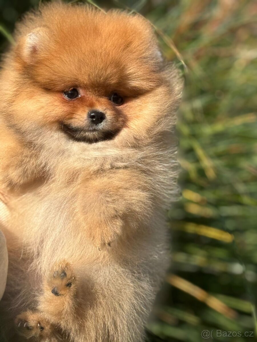 🐾 Pomeranian štěňátka hledají nový domov