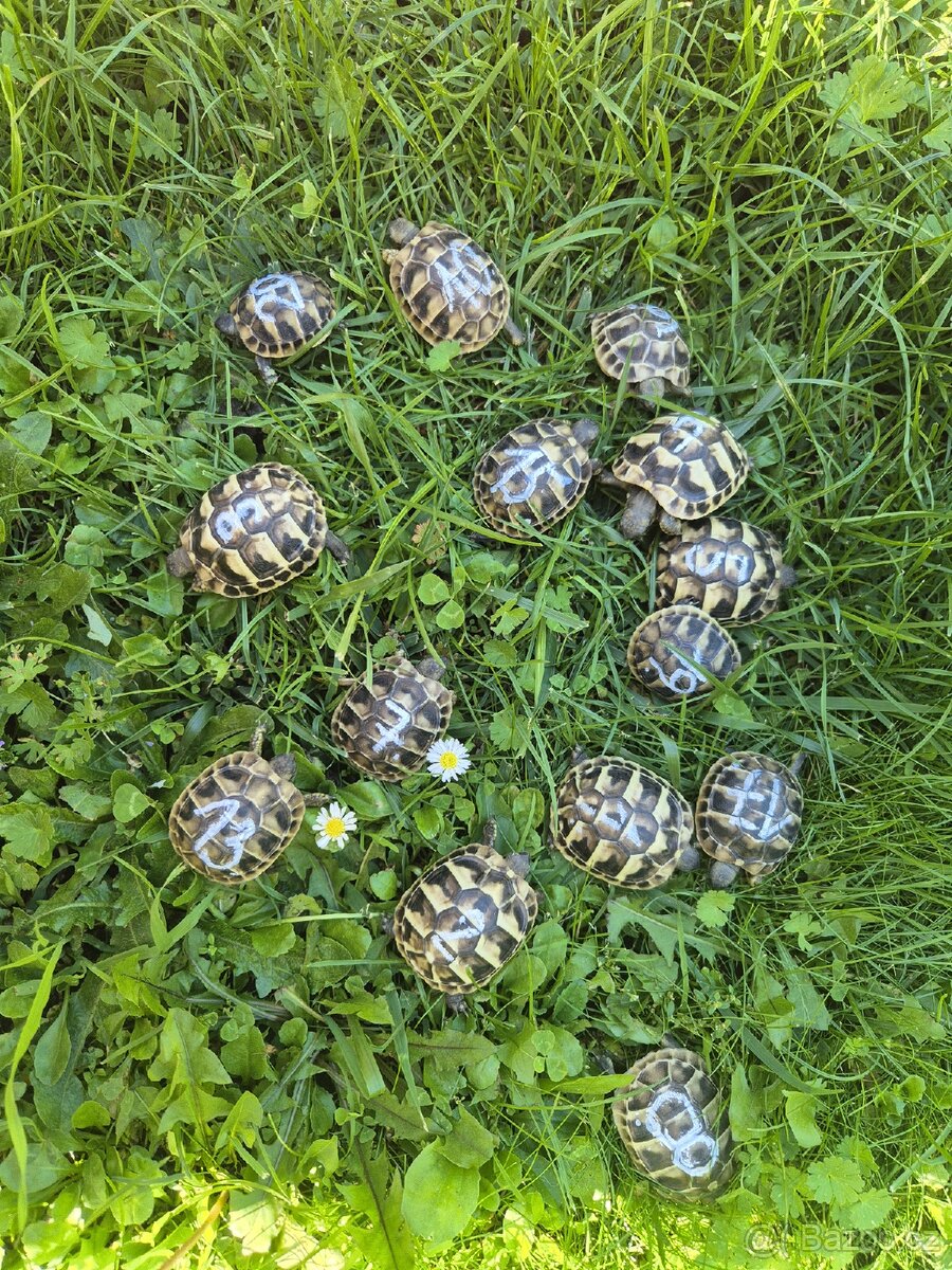 Želva zelenavá - Testudo hermanni