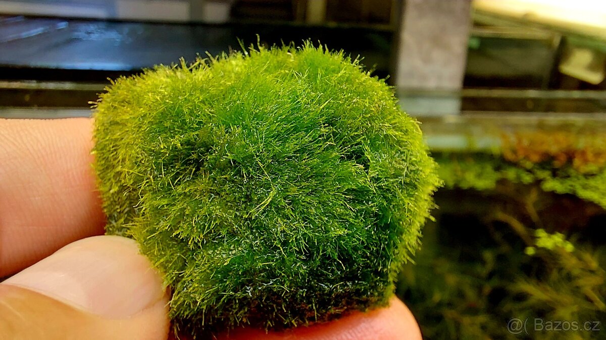 Řasokoule zelená (Cladophora aegagropila)