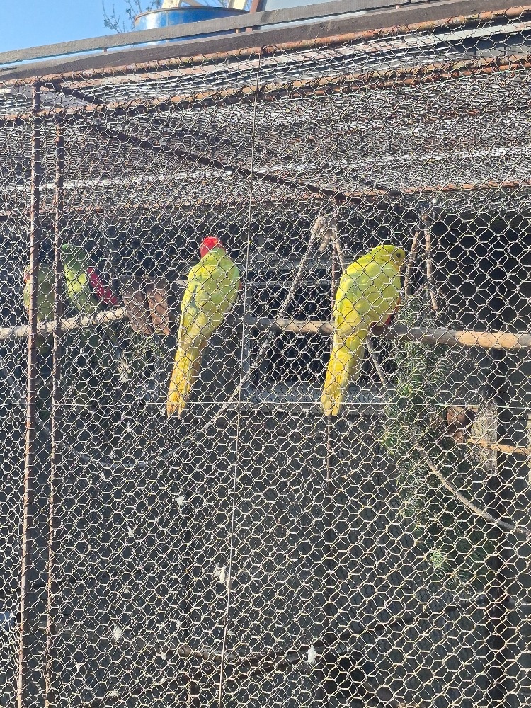 PAPOUŠEK KRÁLOVSKÝ, ŽLUTÝ