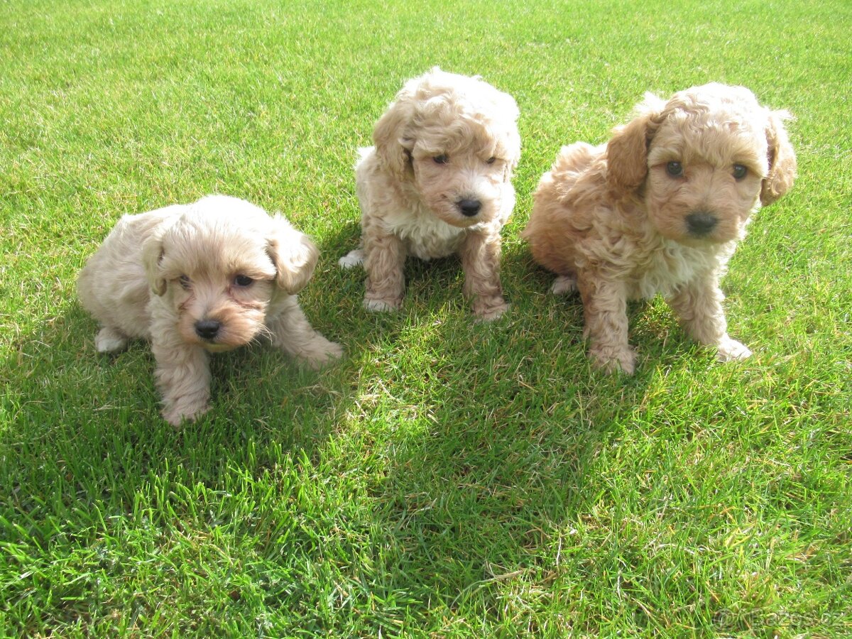 Maltipoo štěňátka