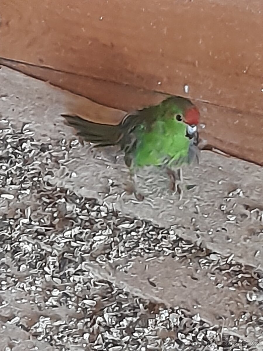 Kakarik