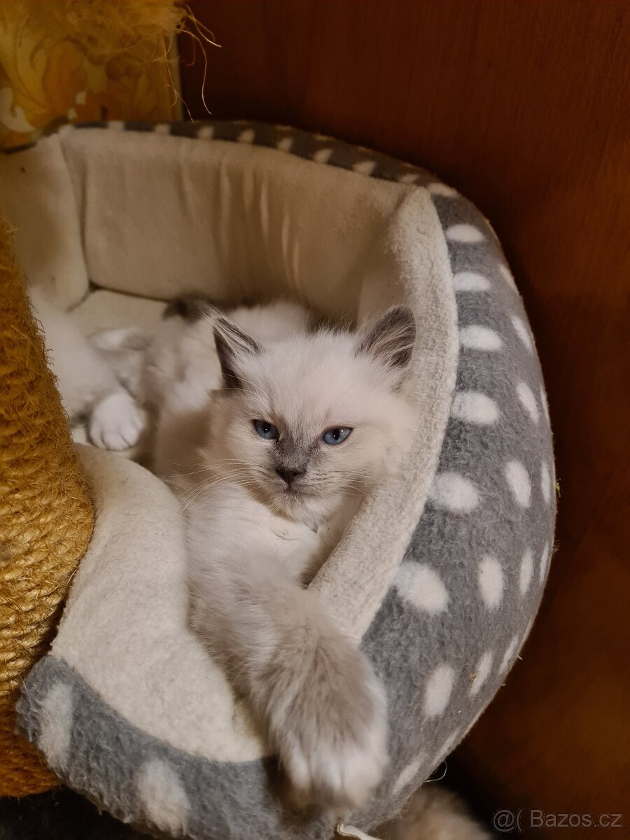 Ragdoll bez PP