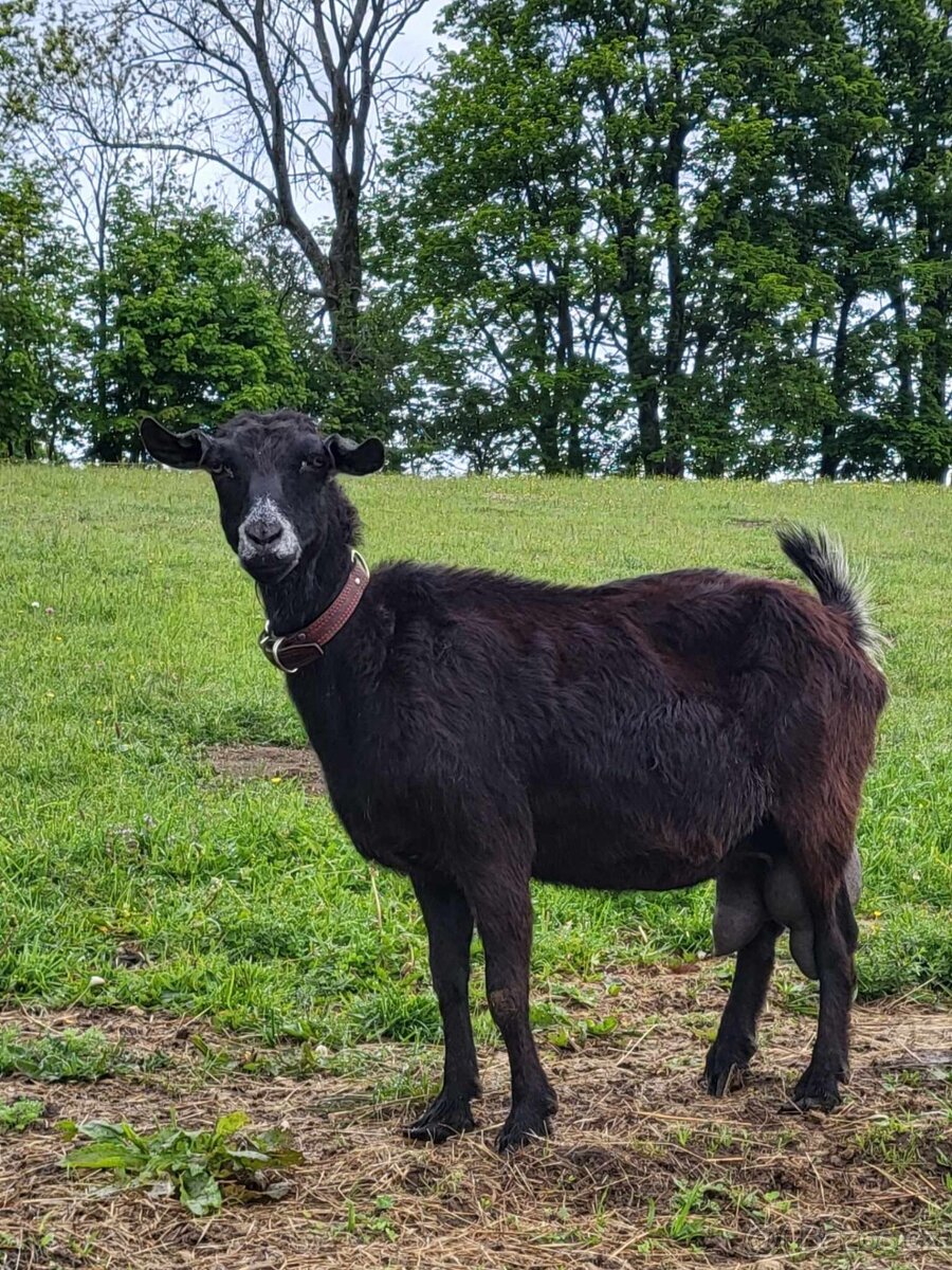 Prodám rozdojenou kozu