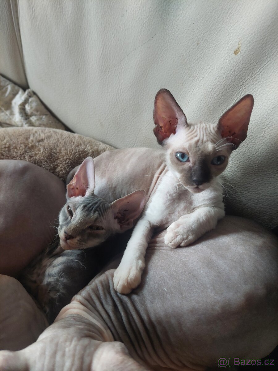 Don Sphynx