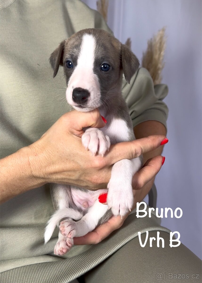 Štěně vipet/whippet/chrt s PP (FCI)