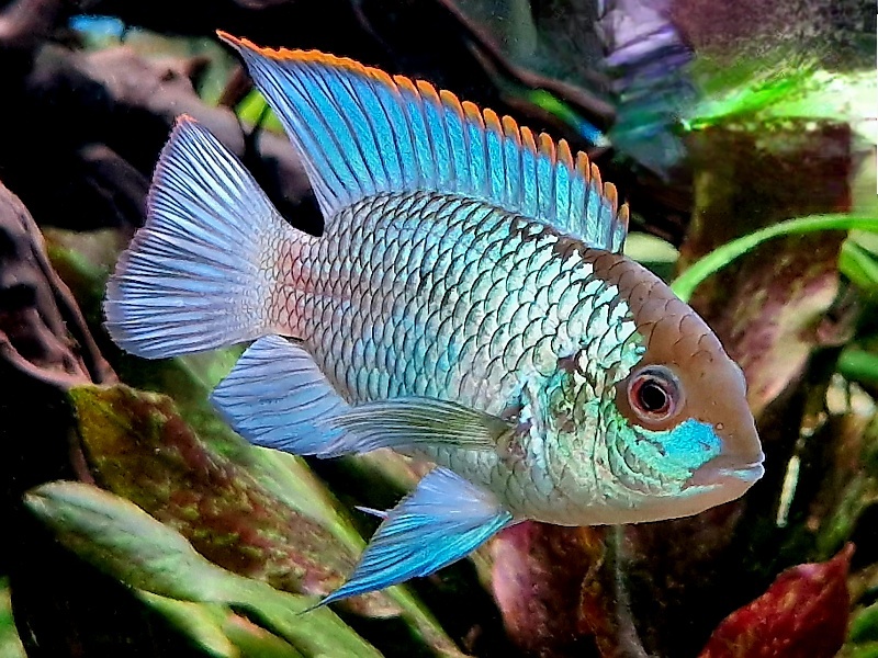 Akara blue electric