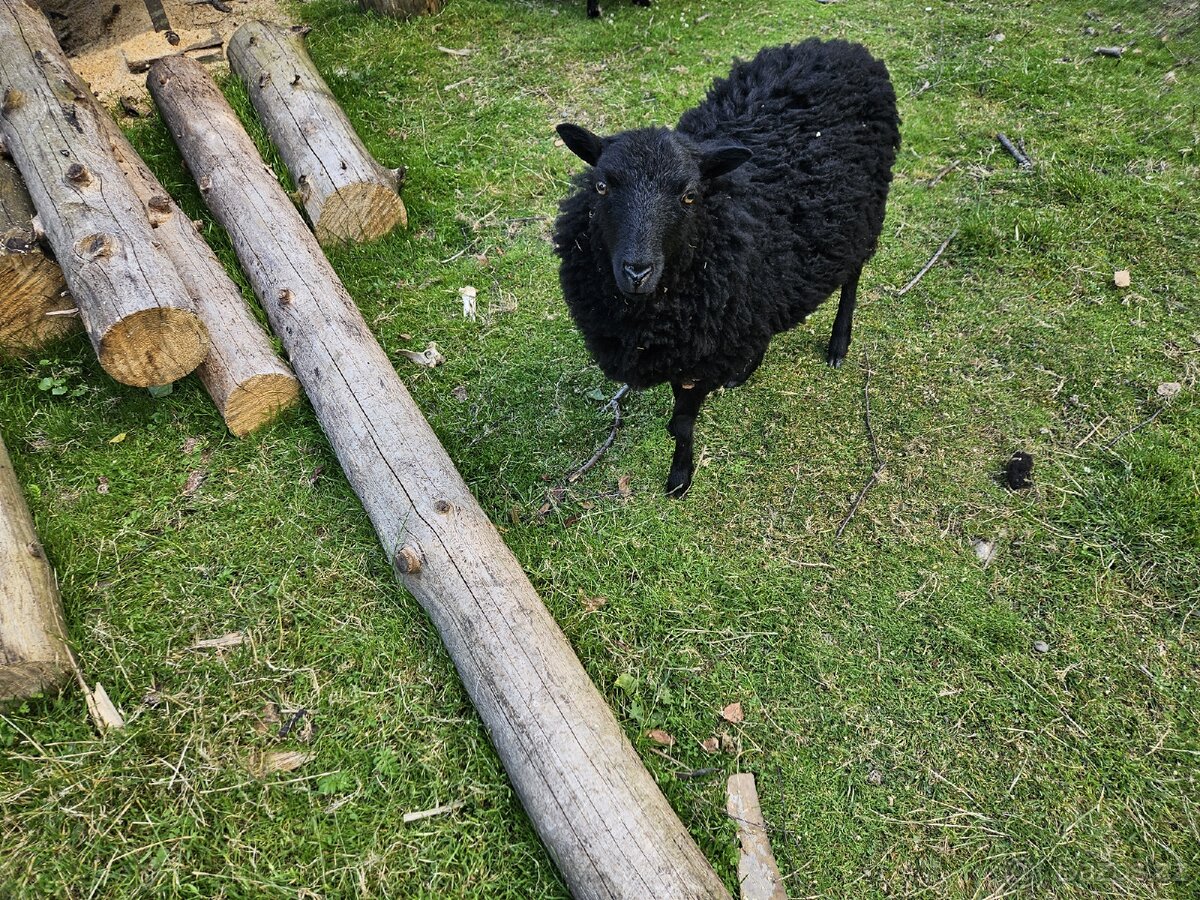 Ouessantska ovečka