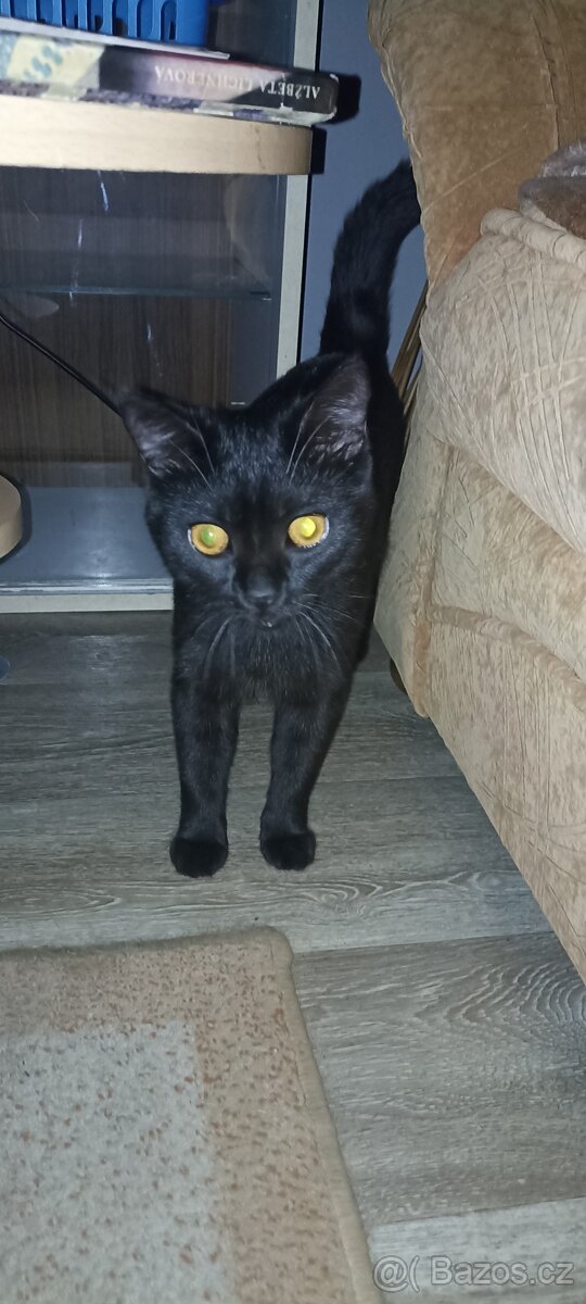 Daruji britského kocourka