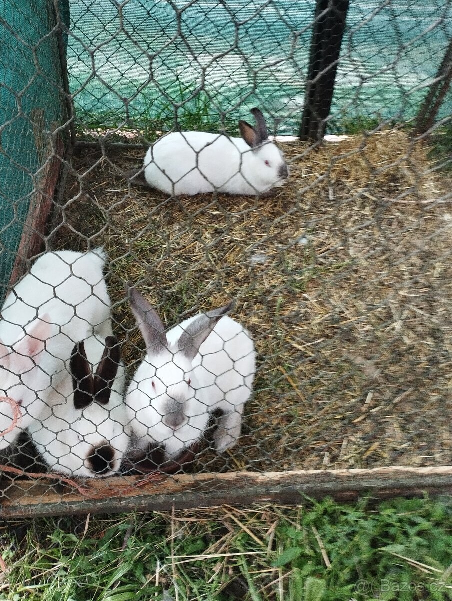 Prodám králíky na chov.