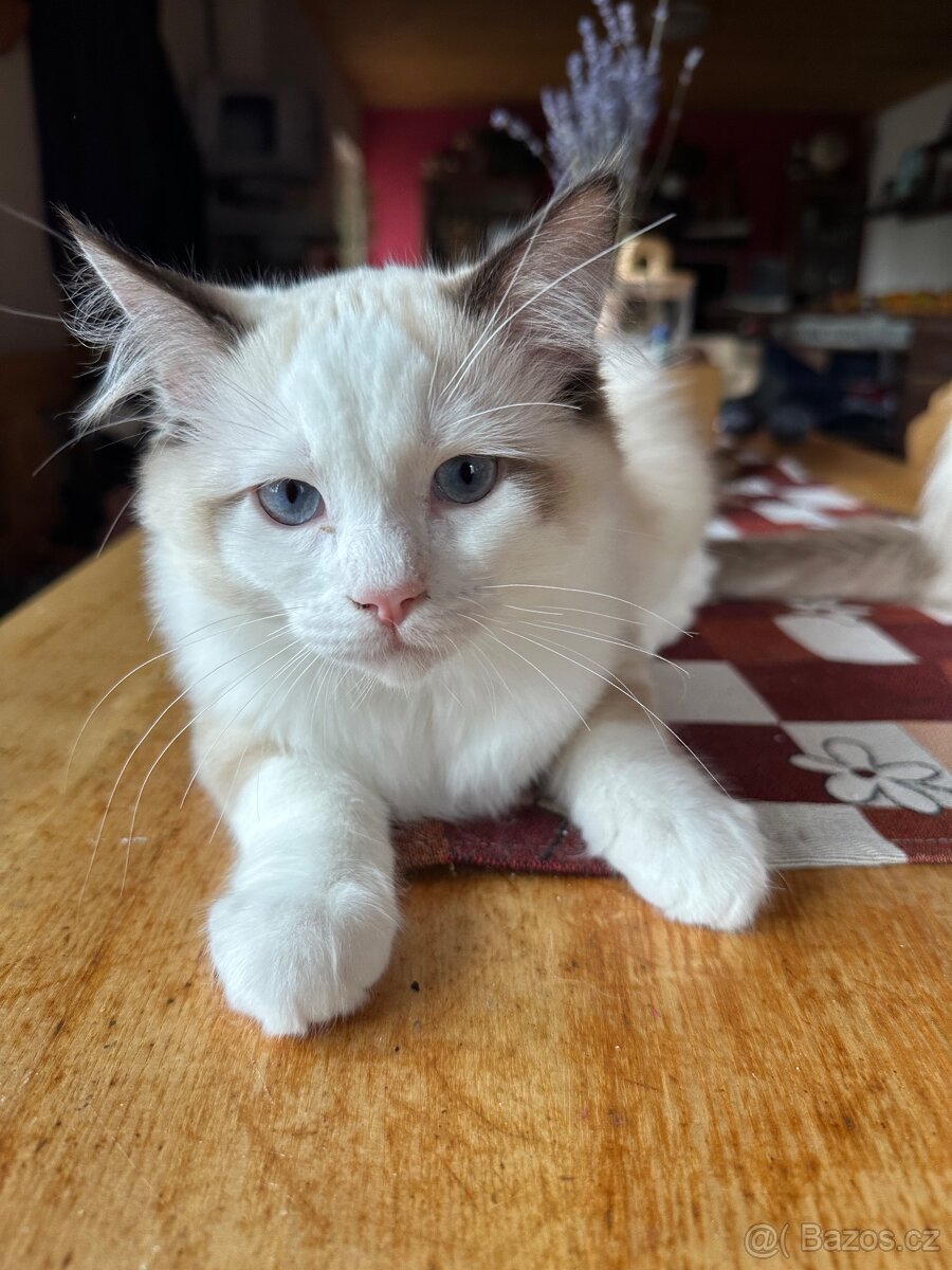 Ragdoll koťátka s PP