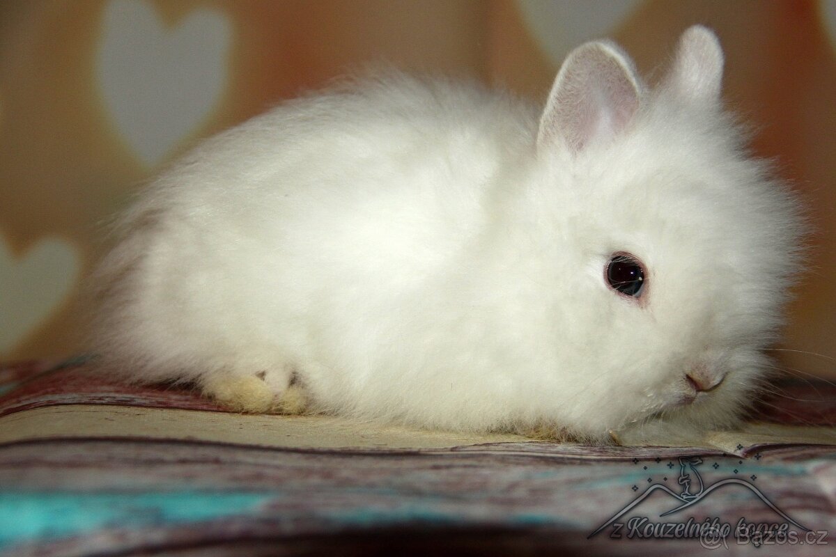 Zakrslý králíček Teddy s VP/sameček CASPER_ doprava po ČR