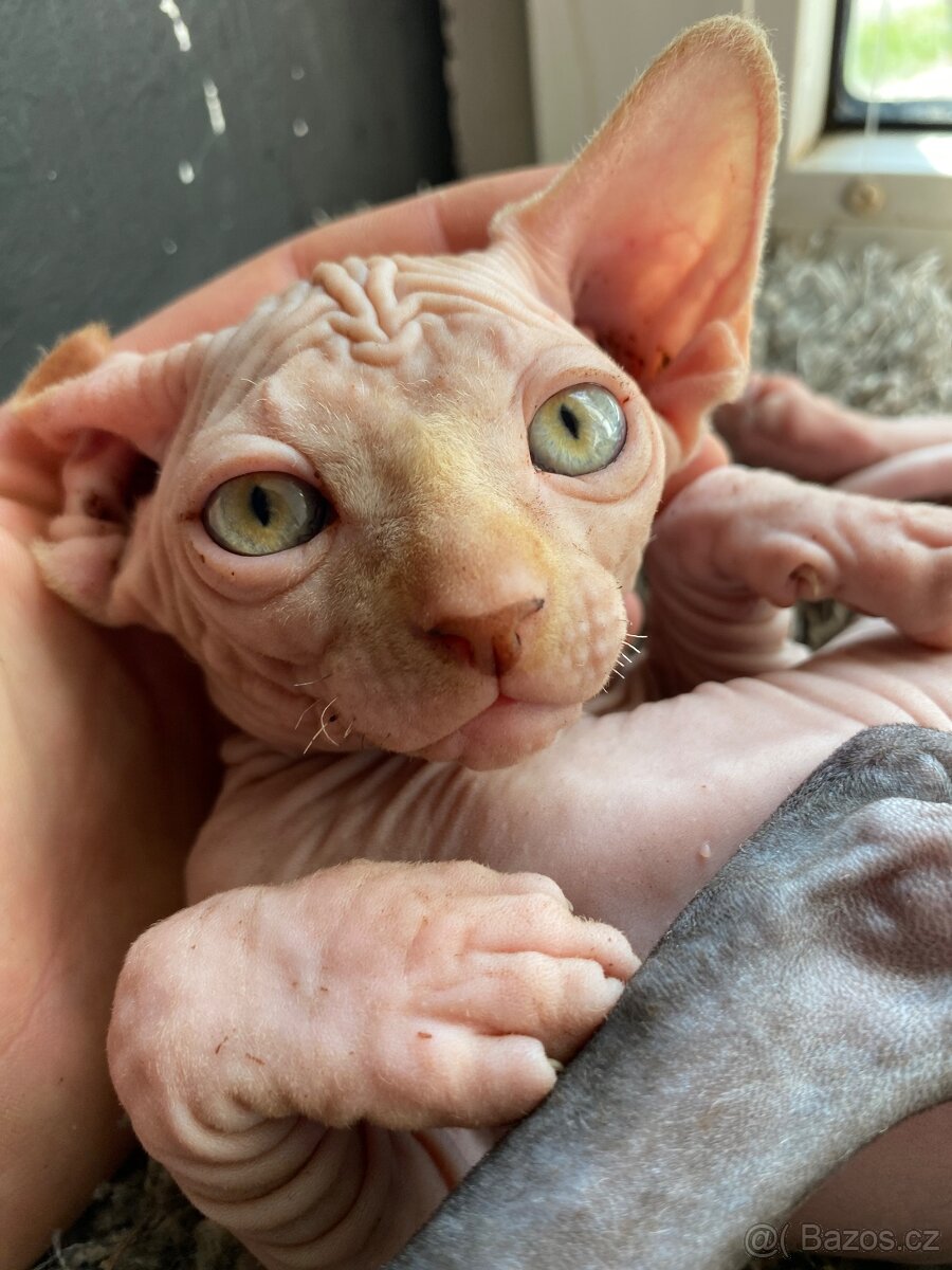 Sphynx
