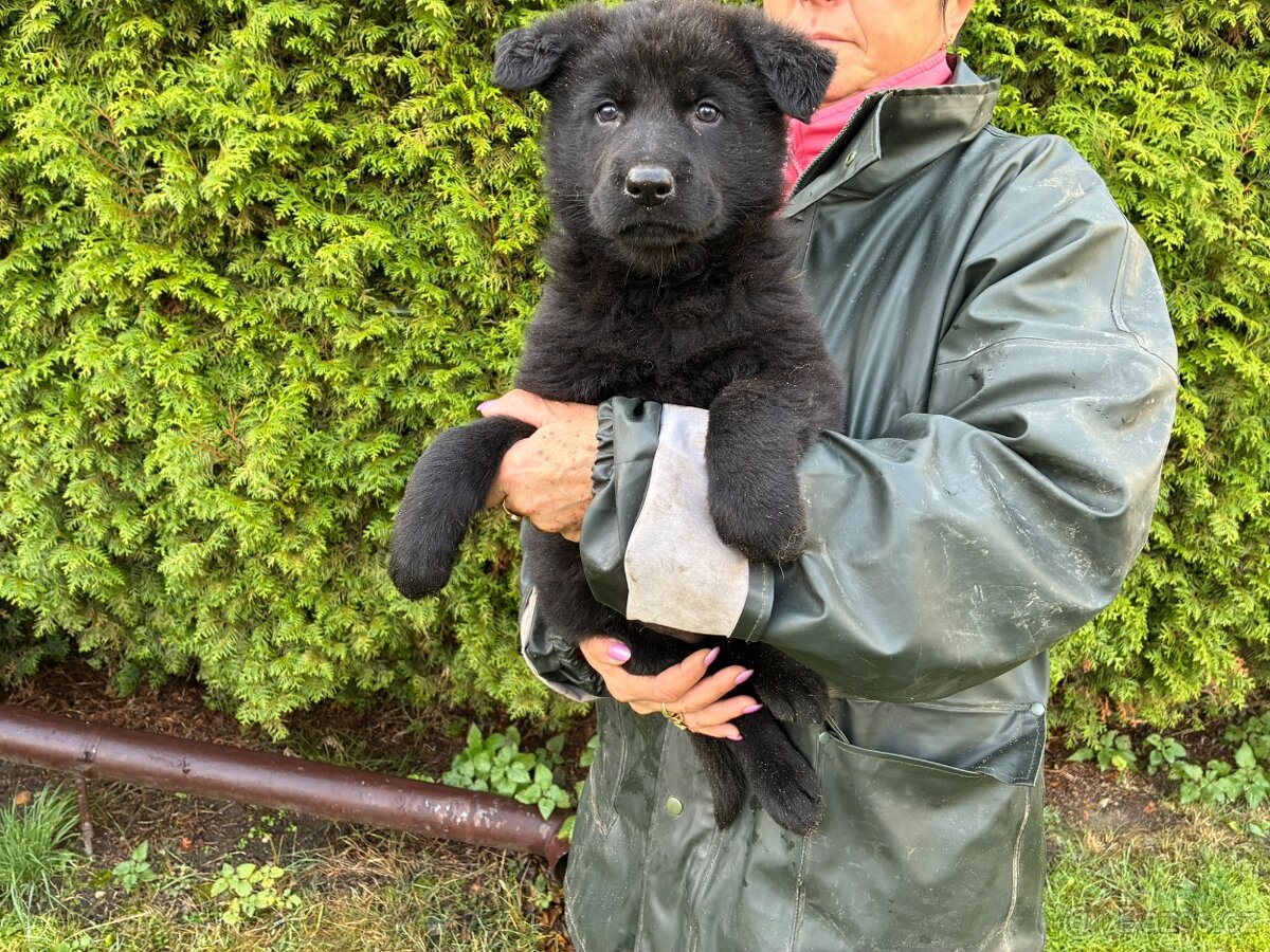 Německý ovčák štěńata celočerná a vlkošedá