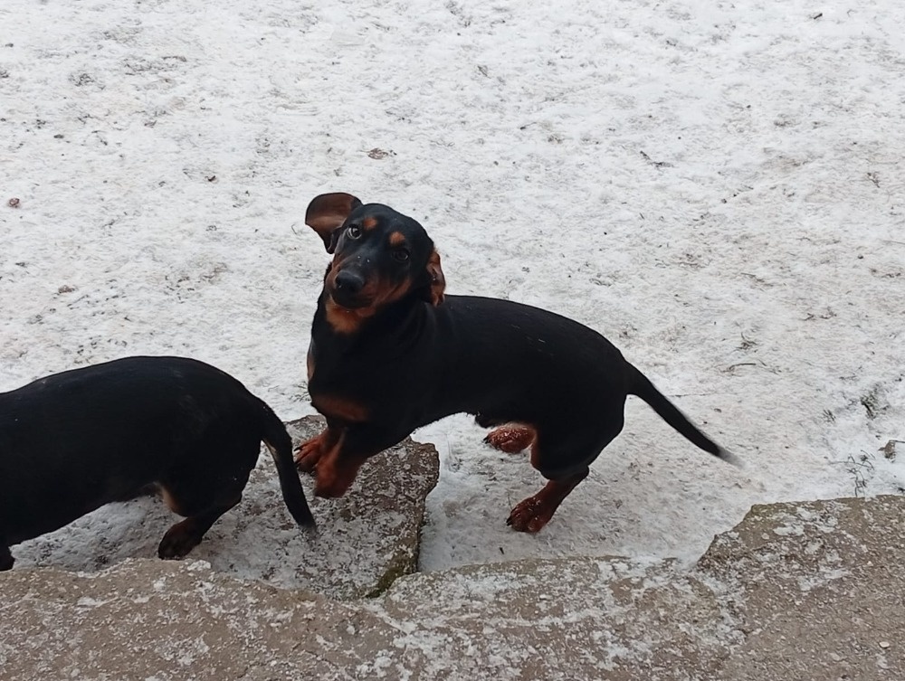 Jezevčík trpasličí krytí