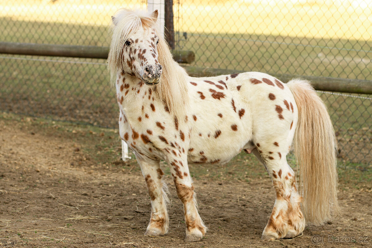Atraktivní leopard hřebec Minihorse