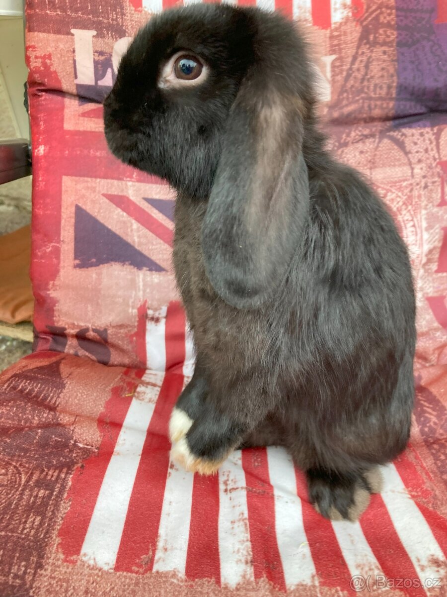 Králíčci - mláďata zakrslý beránek minilop