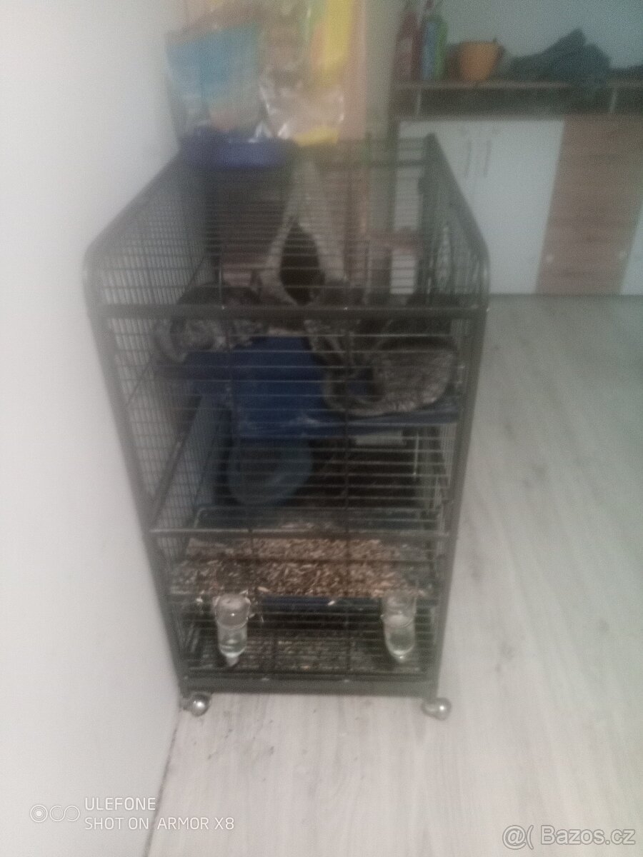 Činčily