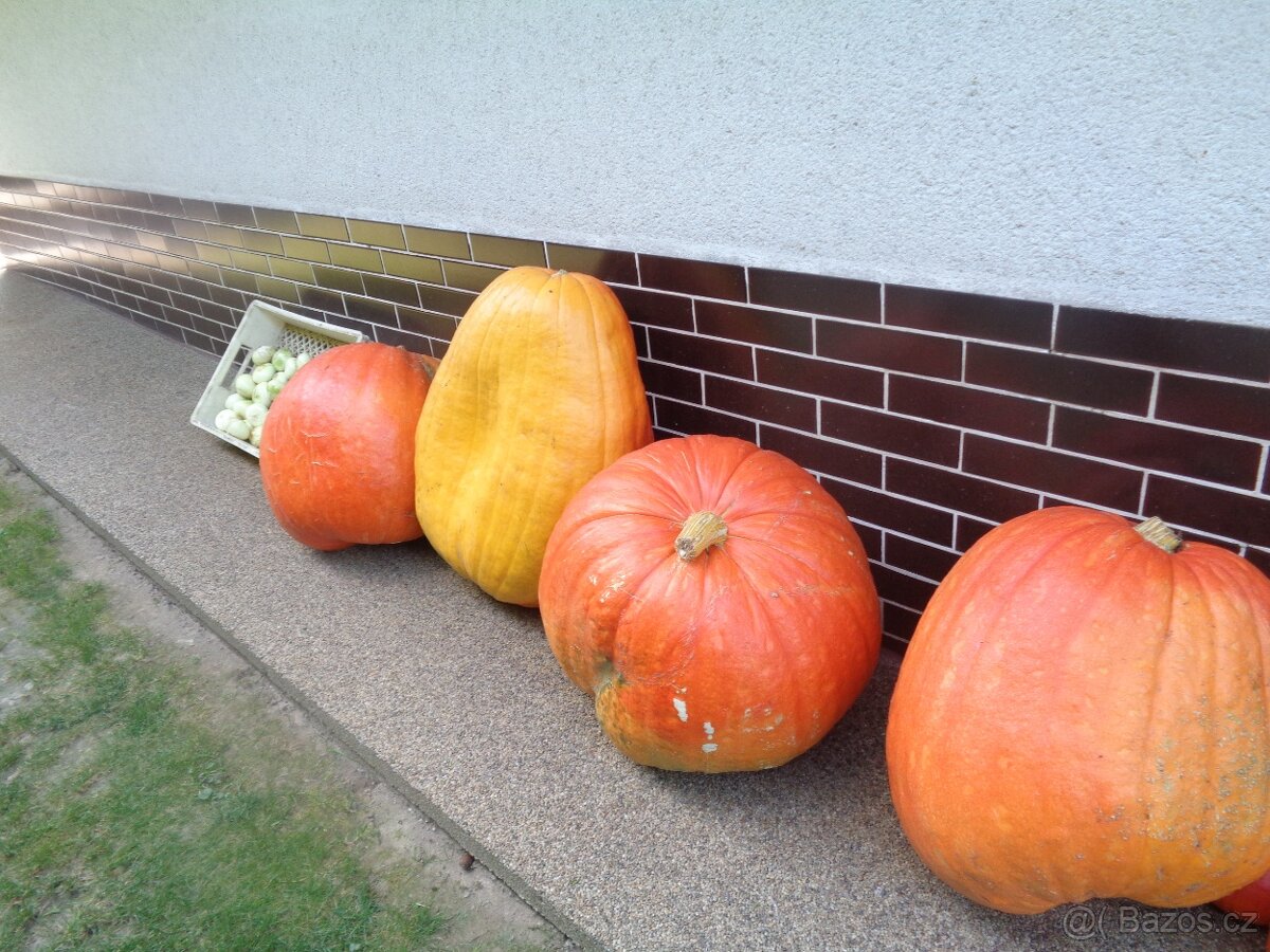 Prodám dýni Goliáš